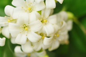 Honeysuckle Jasmine Soy Candle – Sweet & Floral Scent | Mam Jam’s