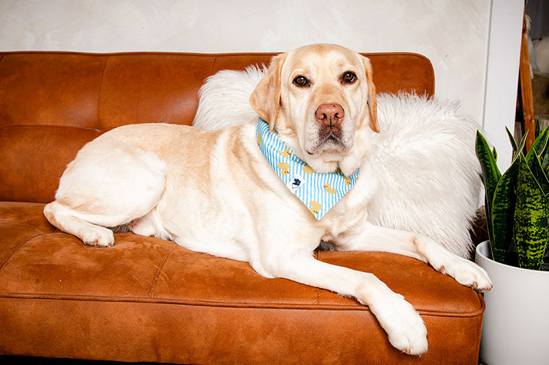 Sunny Side Rubber Duck & Rainbow Reversible Dog Bandana