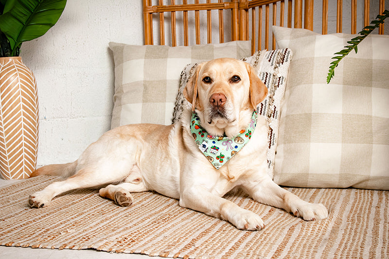 Farmers Market Reversible Dog Bandana