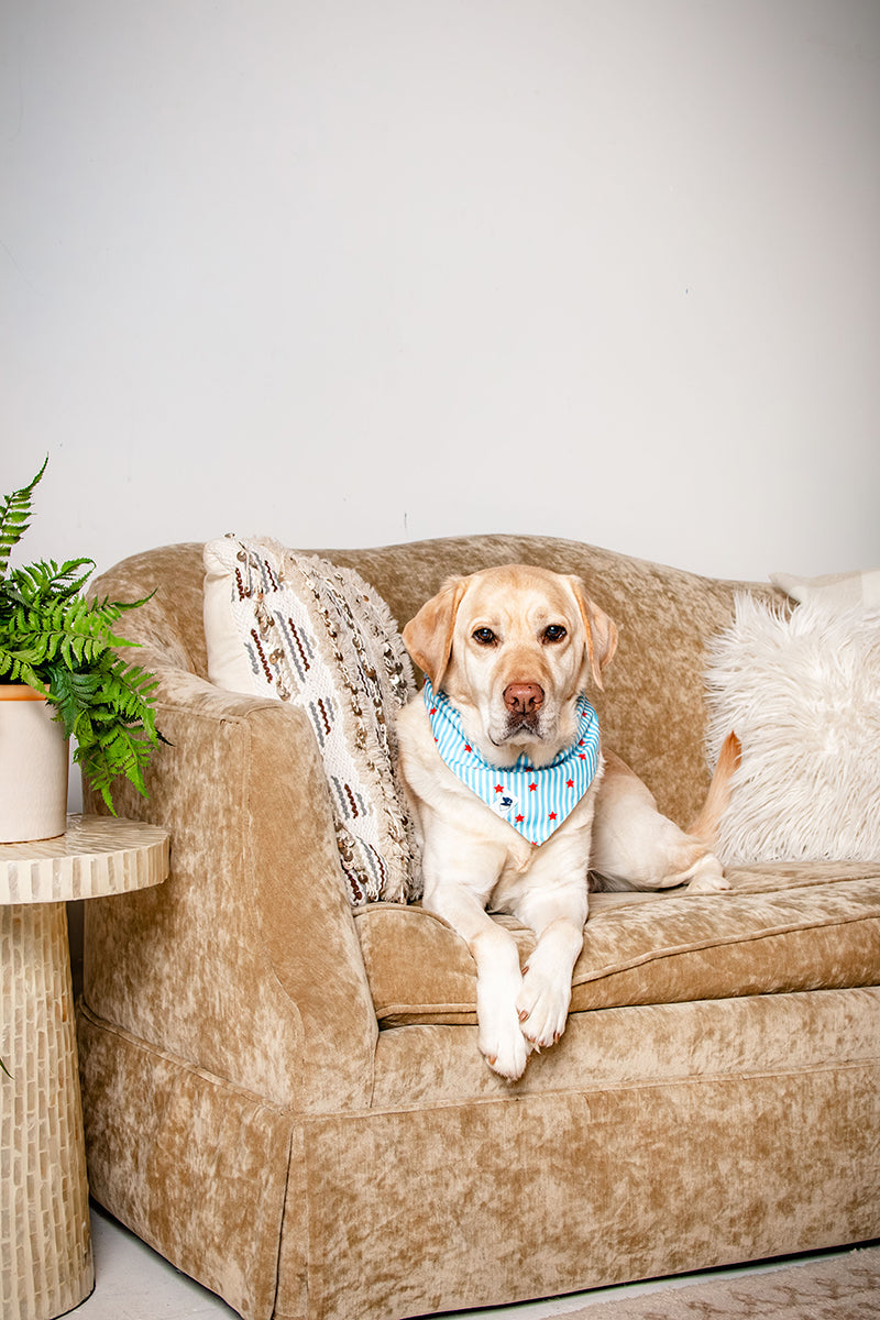 American Summer Reversible Dog Bandana & Matching Scrunchie Set