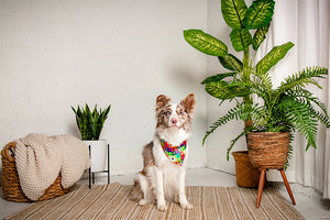 Love Wins Pride Reversible Dog Bandana