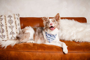 Lavender Floral & Polka Dot Reversible Dog Bandana