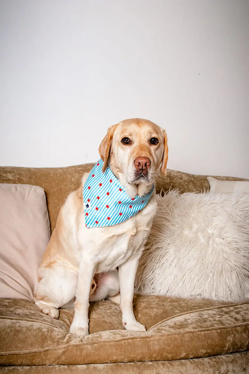 American Summer Dog Bandana by Dog Bandana Co., pet accessory detail photo 5