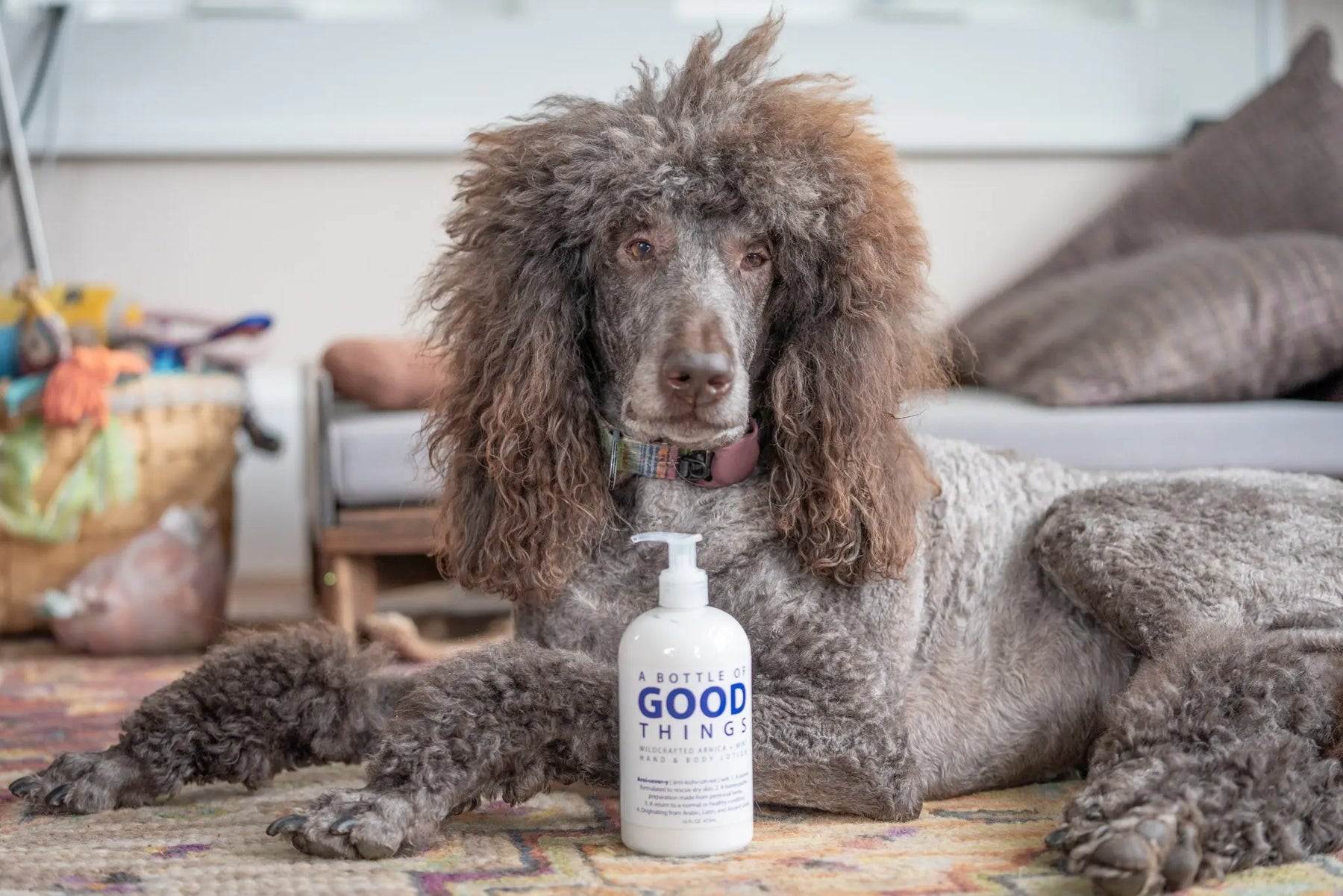 Brown poodle lying on a rug with a bottle of "A Bottle of Good Things" lotion.
