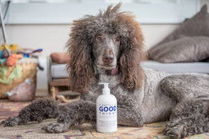 Brown poodle lying on a rug with a bottle of "A Bottle of Good Things" lotion.