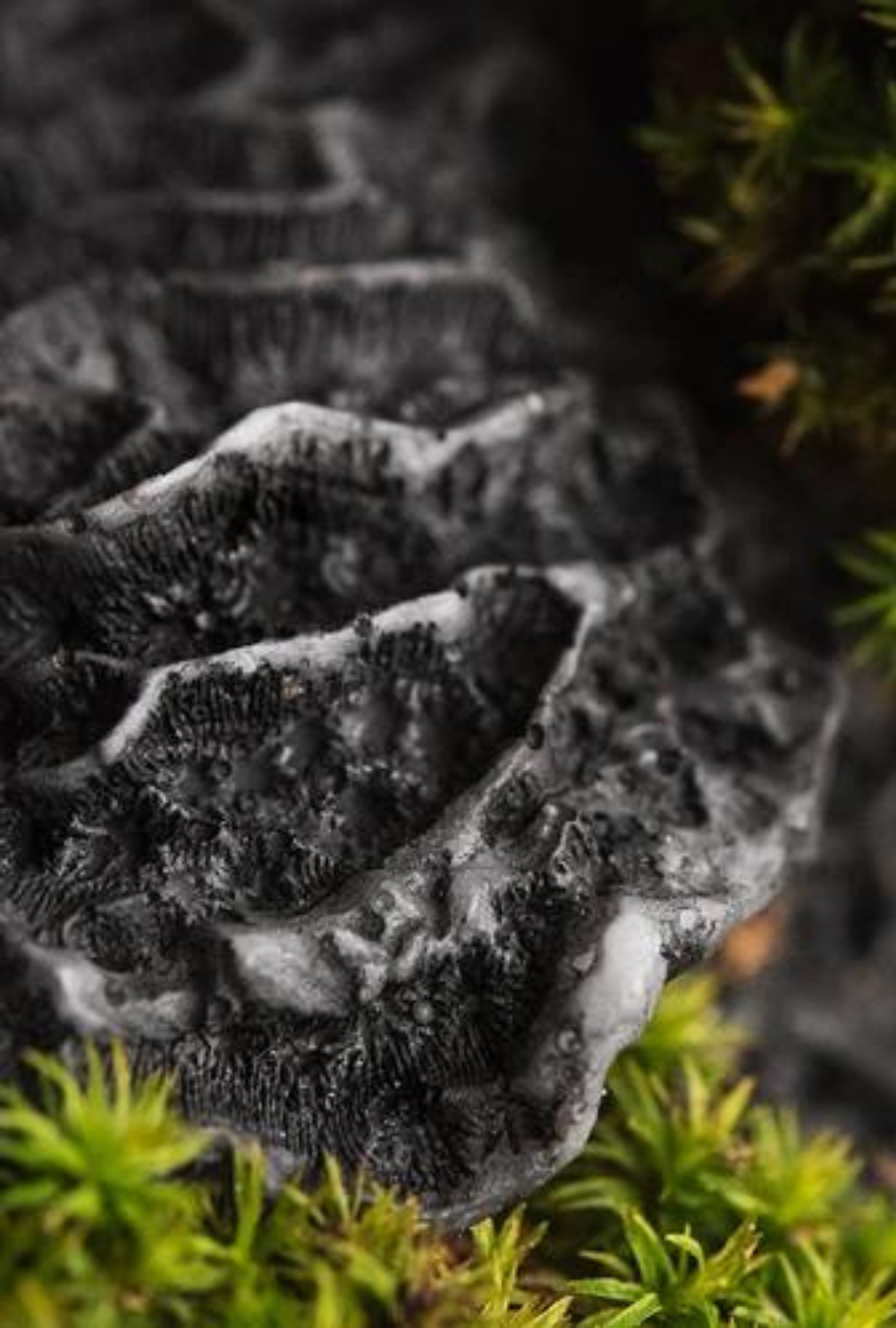 Black Coral + Moss | Dark Oceanic Moss · Sea Air by Bode + Ev image 5