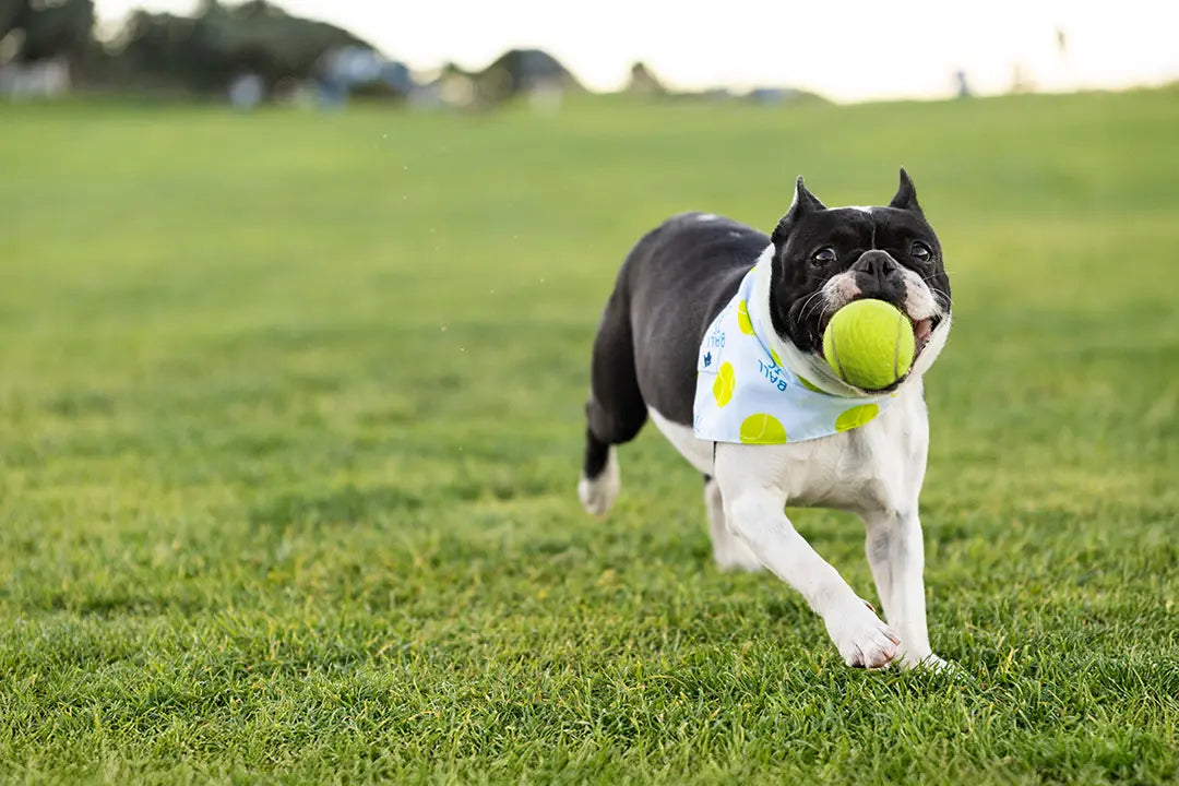 Ball Is Life Dog Bandana by Dog Bandana Co., pet accessory detail photo 7