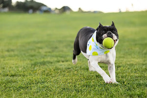 Ball Is Life Dog Bandana by Dog Bandana Co., pet accessory detail photo 7