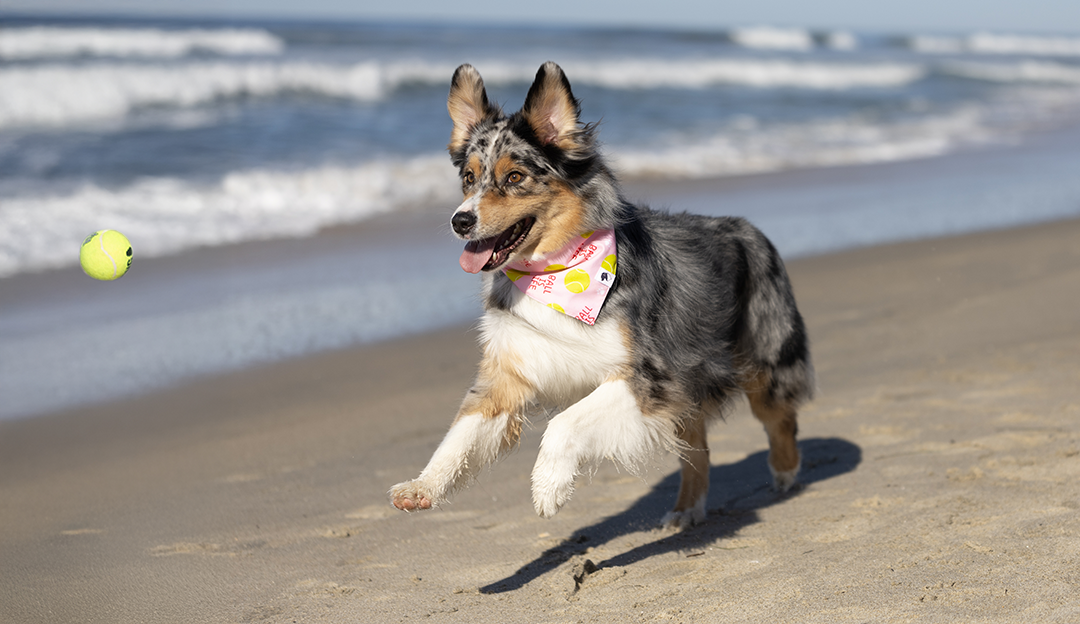 Ball Is Life Reversible Dog Bandana