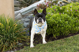 Bees & Daisy Dog Bandana by Dog Bandana Co., original artwork detail photo 3
