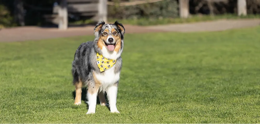 Bees & Daisy Dog Bandana by Dog Bandana Co., original artwork detail photo 5
