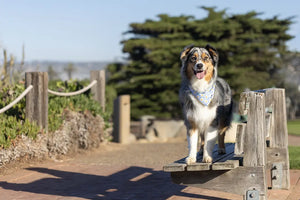 Bees & Daisy Dog Bandana by Dog Bandana Co., original artwork detail photo 6