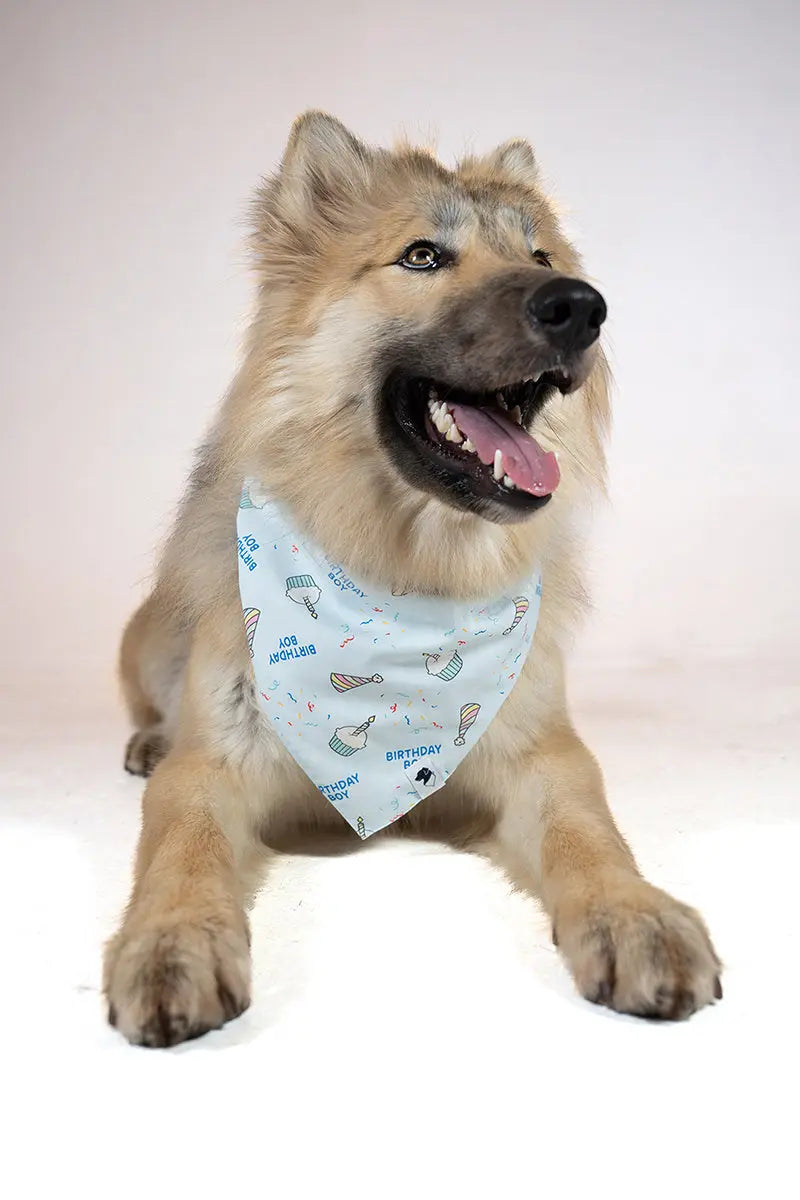 Birthday Boy & Gotcha Day Dog Bandana by Dog Bandana Co., pet accessory detail photo 3