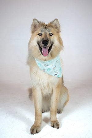 Birthday Boy & Gotcha Day Dog Bandana by Dog Bandana Co., pet accessory detail photo 4