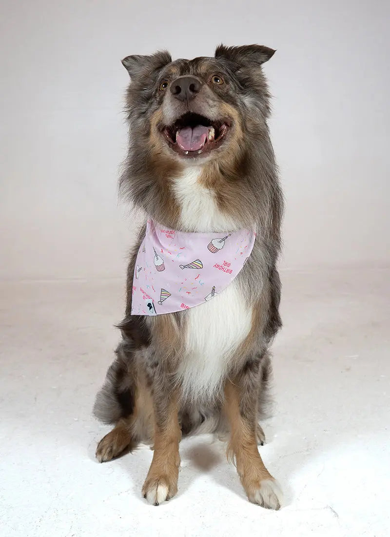 Birthday Girl & Gotcha Day Dog Bandana by Dog Bandana Co., pet accessory detail photo 4
