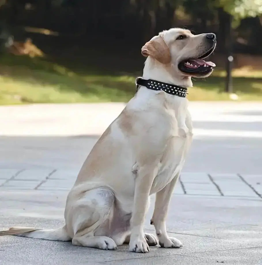 Yellow Labrador wearing black spiked studded dog collar. Stylish dog accessory.
