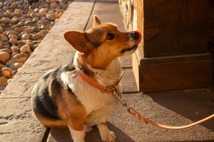 Burgundy Latigo Dog Leash