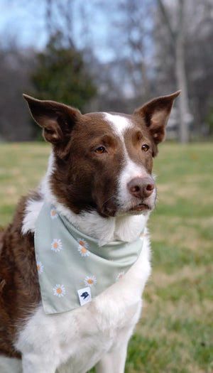 Brown and white dog wearing a light green daisy print dog bandana