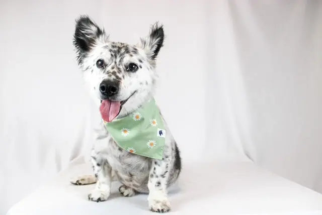 Daisy Dog Bandana with white daisies on green background