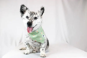 Daisy Dog Bandana with white daisies on green background