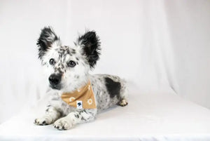 Dalmatian dog wearing a tan daisy print bandana