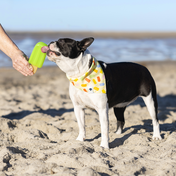 Popsicle Dog Reversible Bandana
