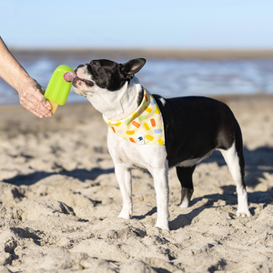 Popsicle Dog Reversible Bandana
