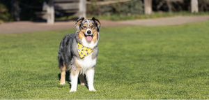 Bees & Daisy Reversible Dog Bandana & Matching Scrunchie Set