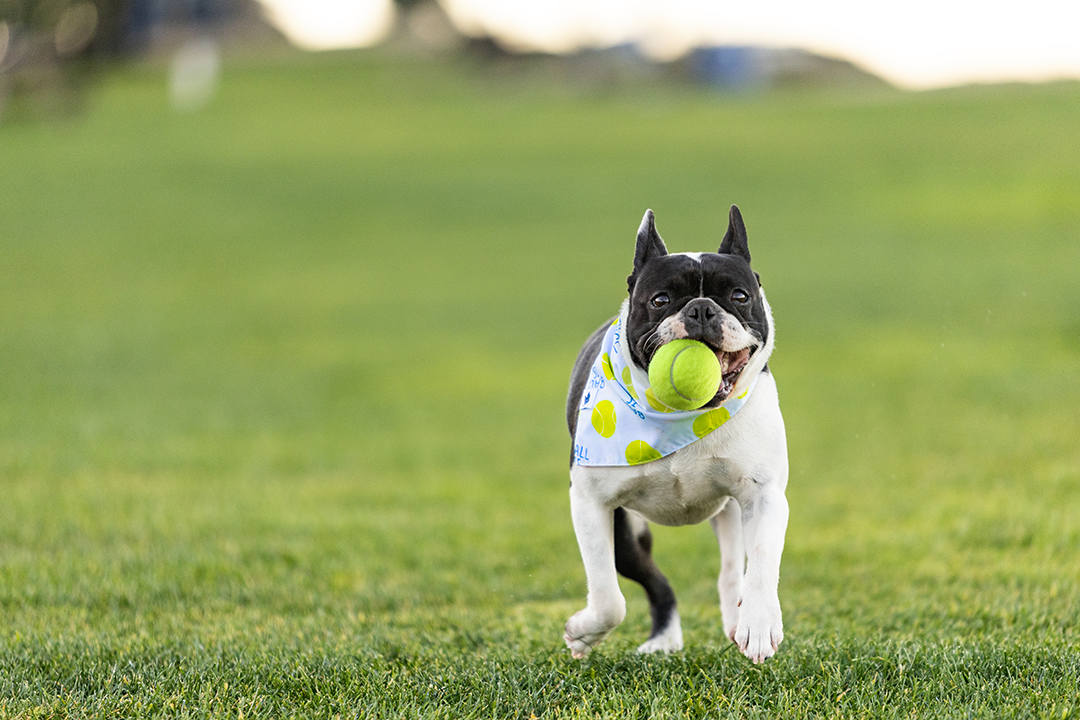 Ball Is Life Reversible Dog Bandana