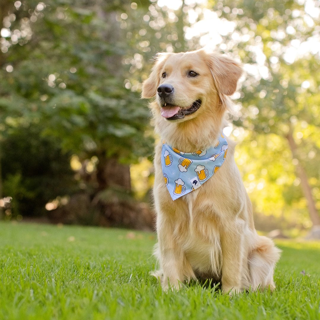 Cheers and Beers Reversible Dog Bandana