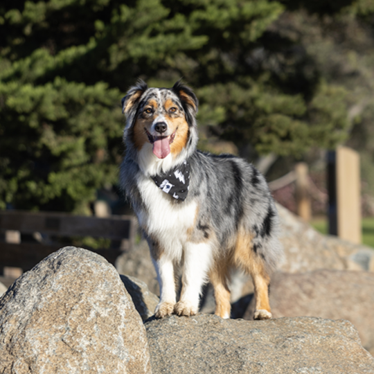 Blue Moon & Lightning Reversible Dog Bandana
