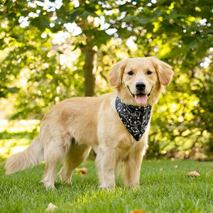 Skeleton Reversible Dog Bandana