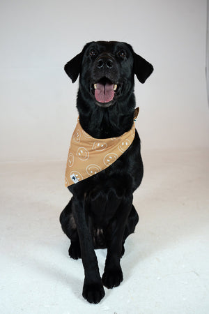 Smiles Dog Reversible Bandana