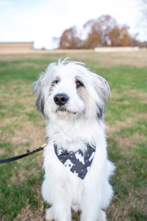 Blue Moon & Lightning Reversible Dog Bandana