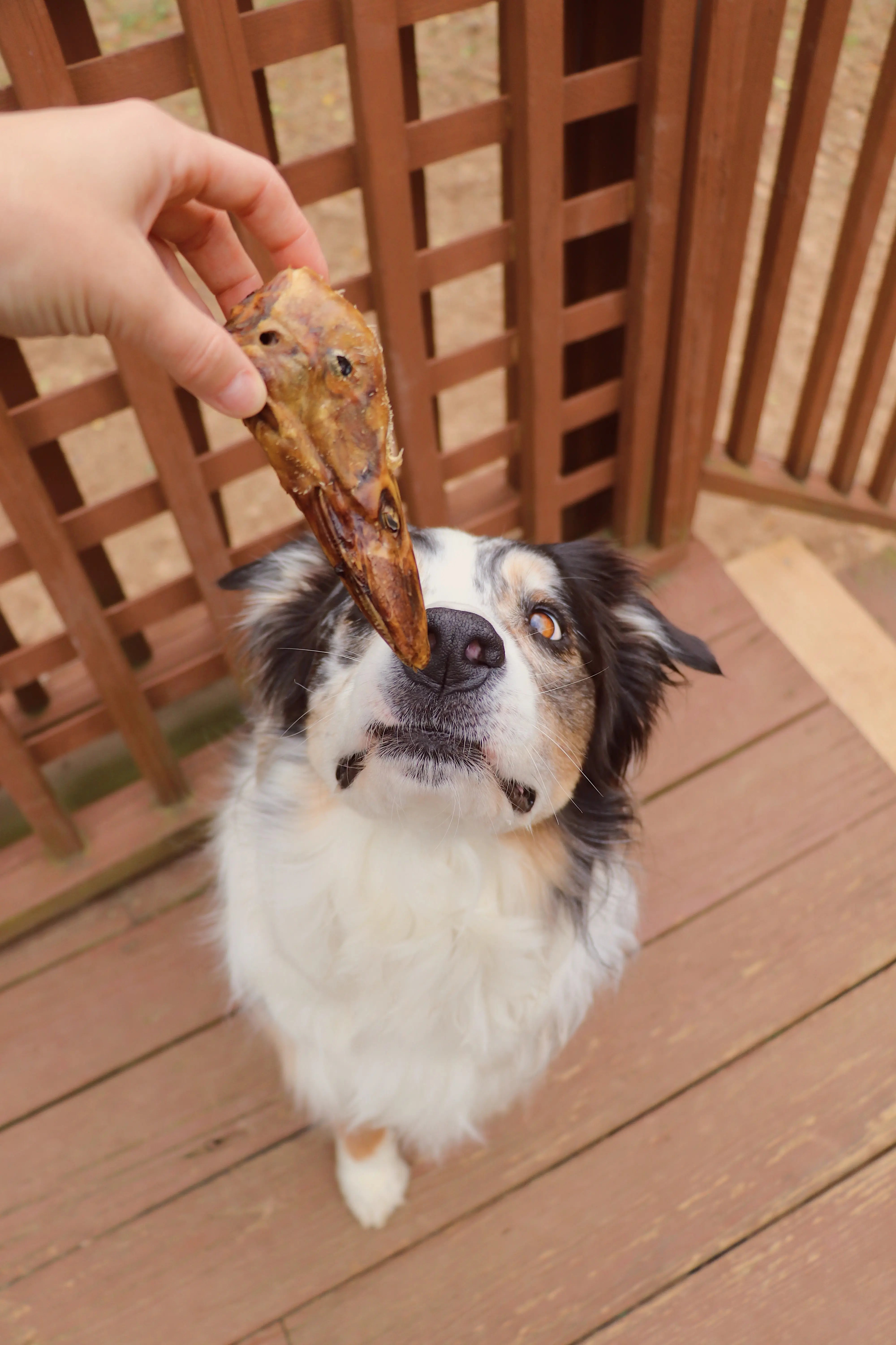 Duck Head protein dog treat for strong chewers