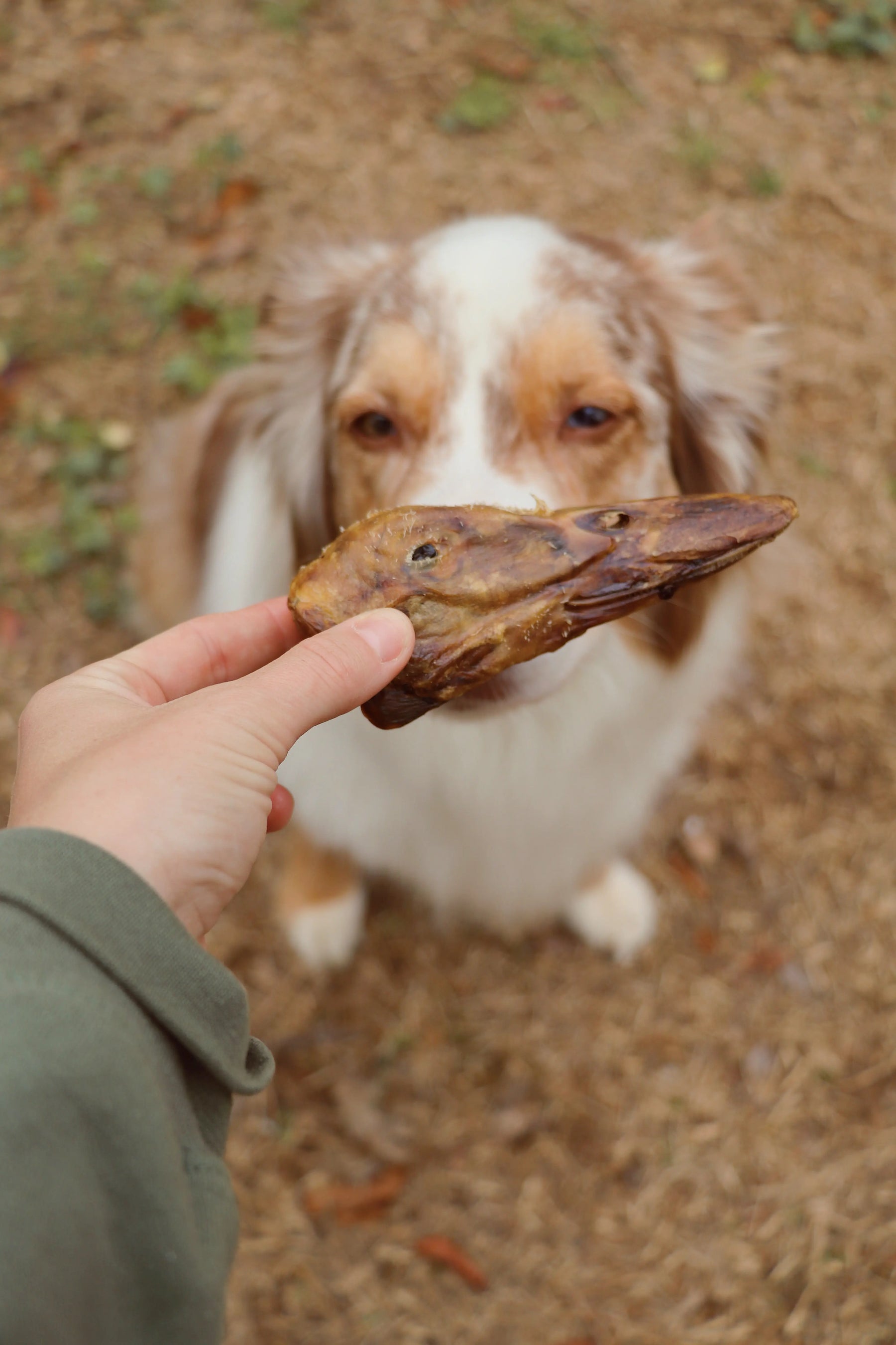 Duck Head omega 3 dog treat