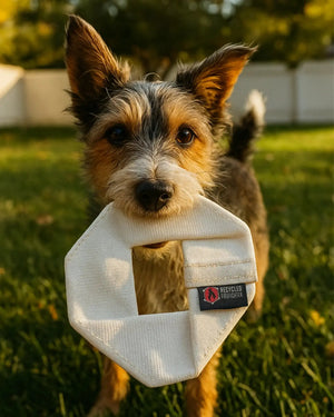 Small dog holding a white hexagonal dog toy made from fire hose.