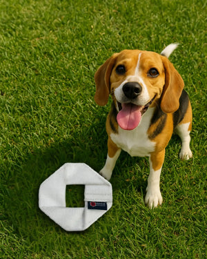 Beagle dog with a white fire hose frisbee toy on grass