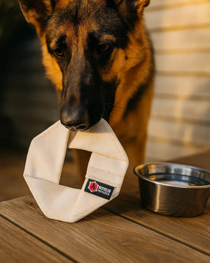 German Shepherd dog holding a "Recycled Firefighter" fire hose dog frisbee.