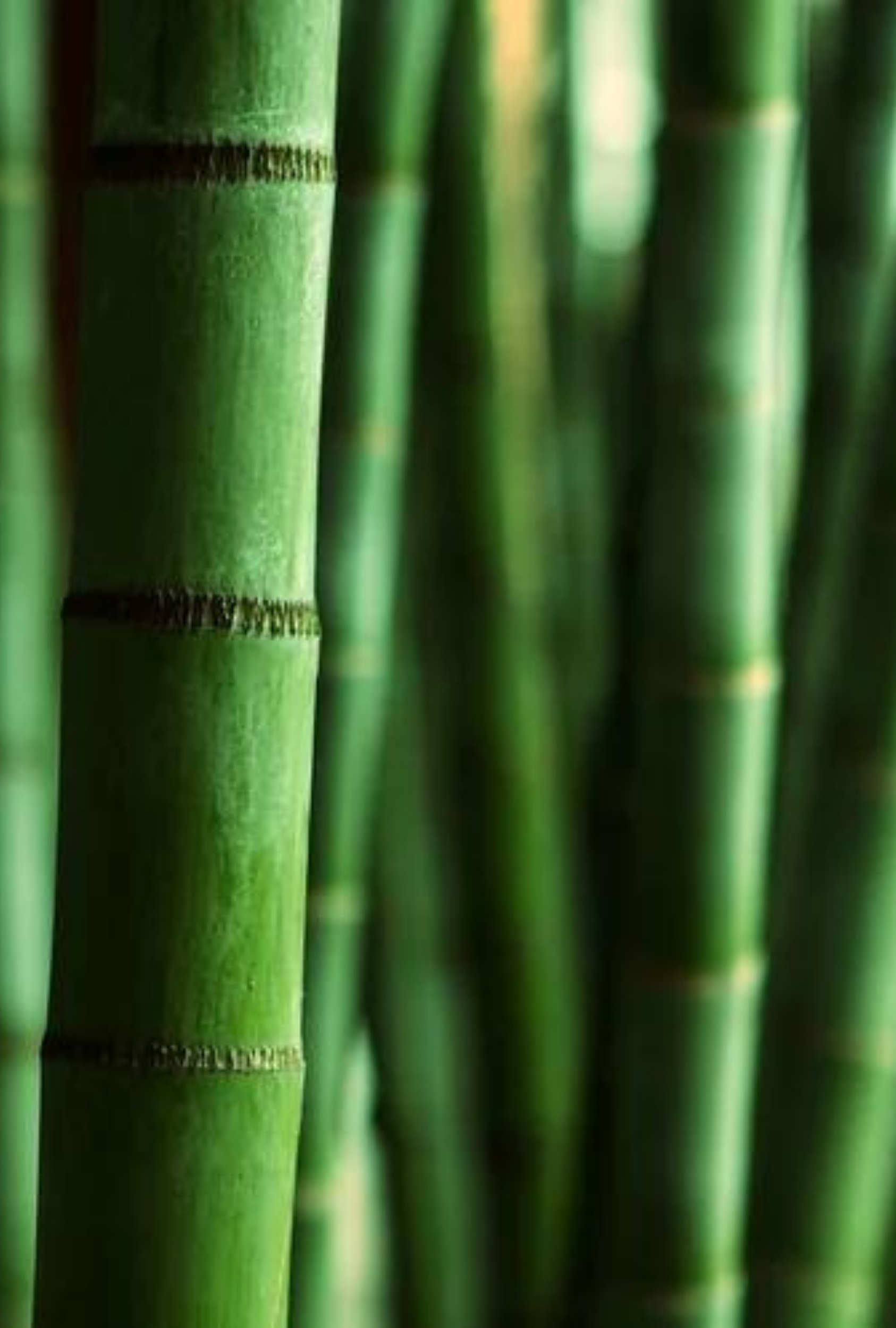 Himalayan Bamboo | Fresh Bamboo · Soft Green Florals by Bode + Ev image 5