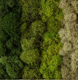 Horizontal Gradient, Square