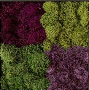 Purple Squares, Square