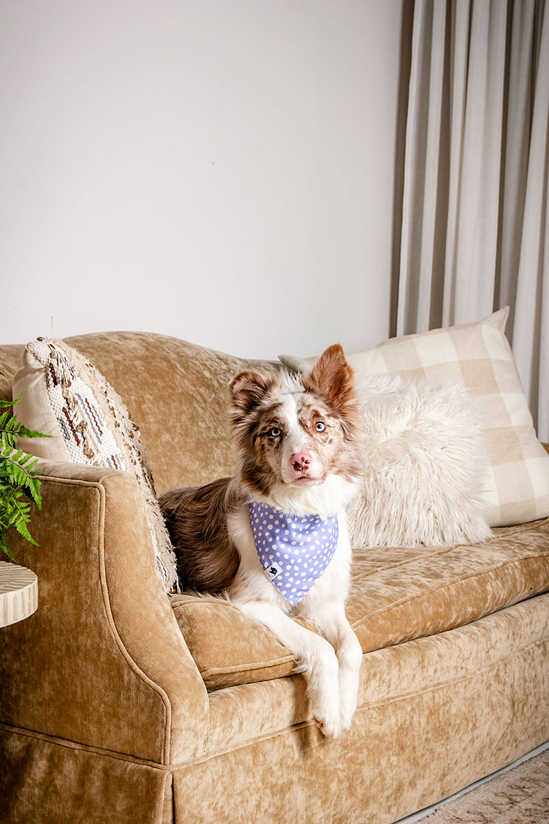 Lavender Floral & Polka Dot Reversible Dog Bandana