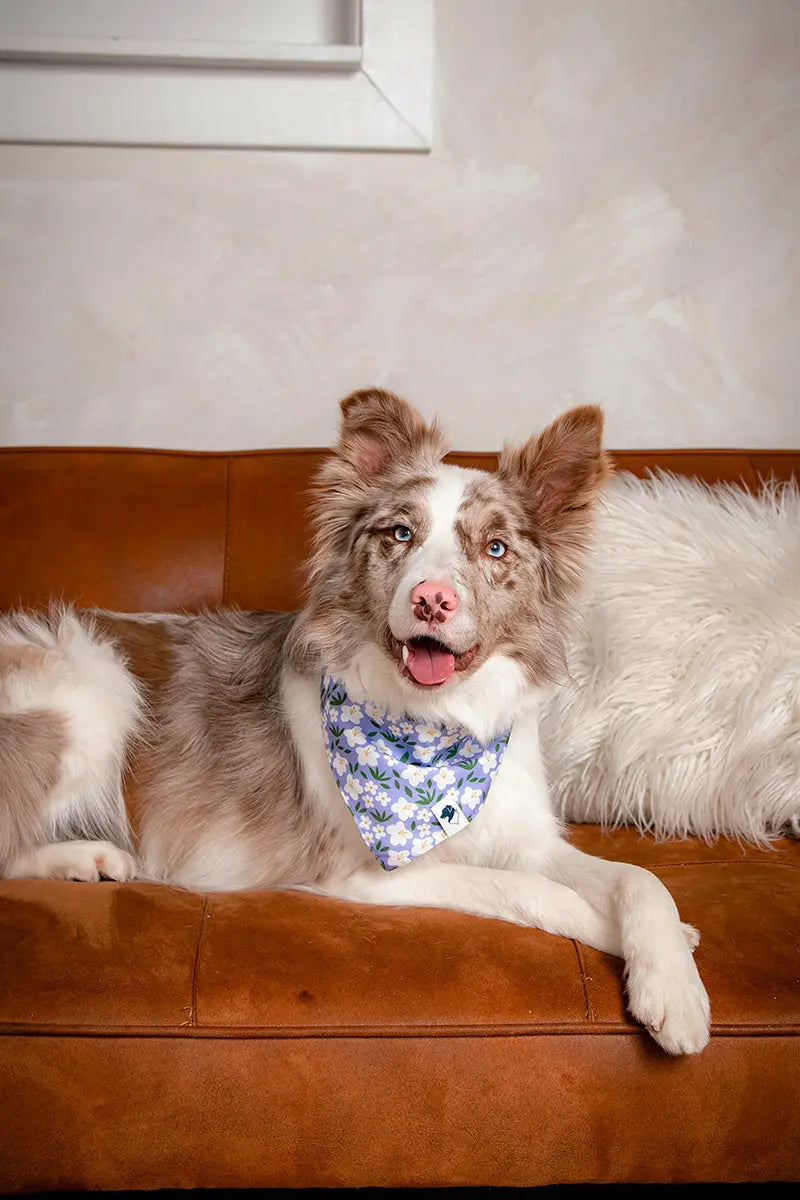 Lavender Dog Bandana by Dog Bandana Co., pet accessory detail photo 4