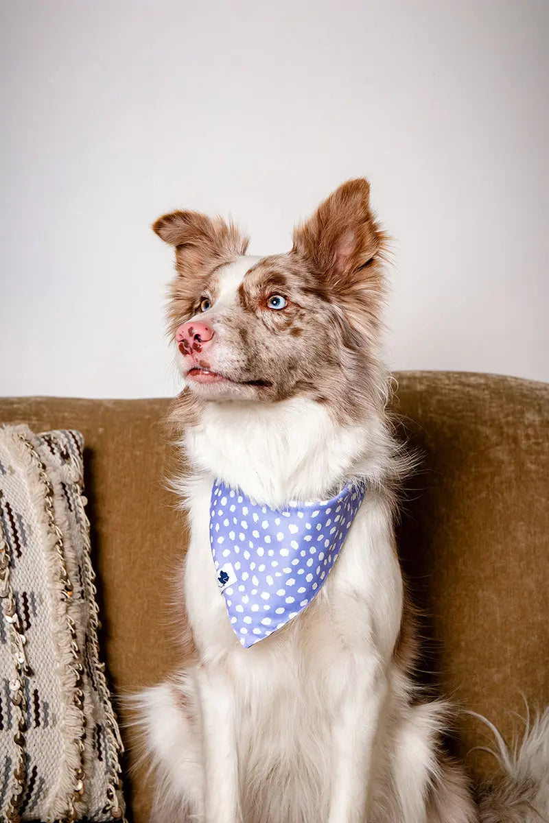 Lavender Dog Bandana by Dog Bandana Co., pet accessory detail photo 5