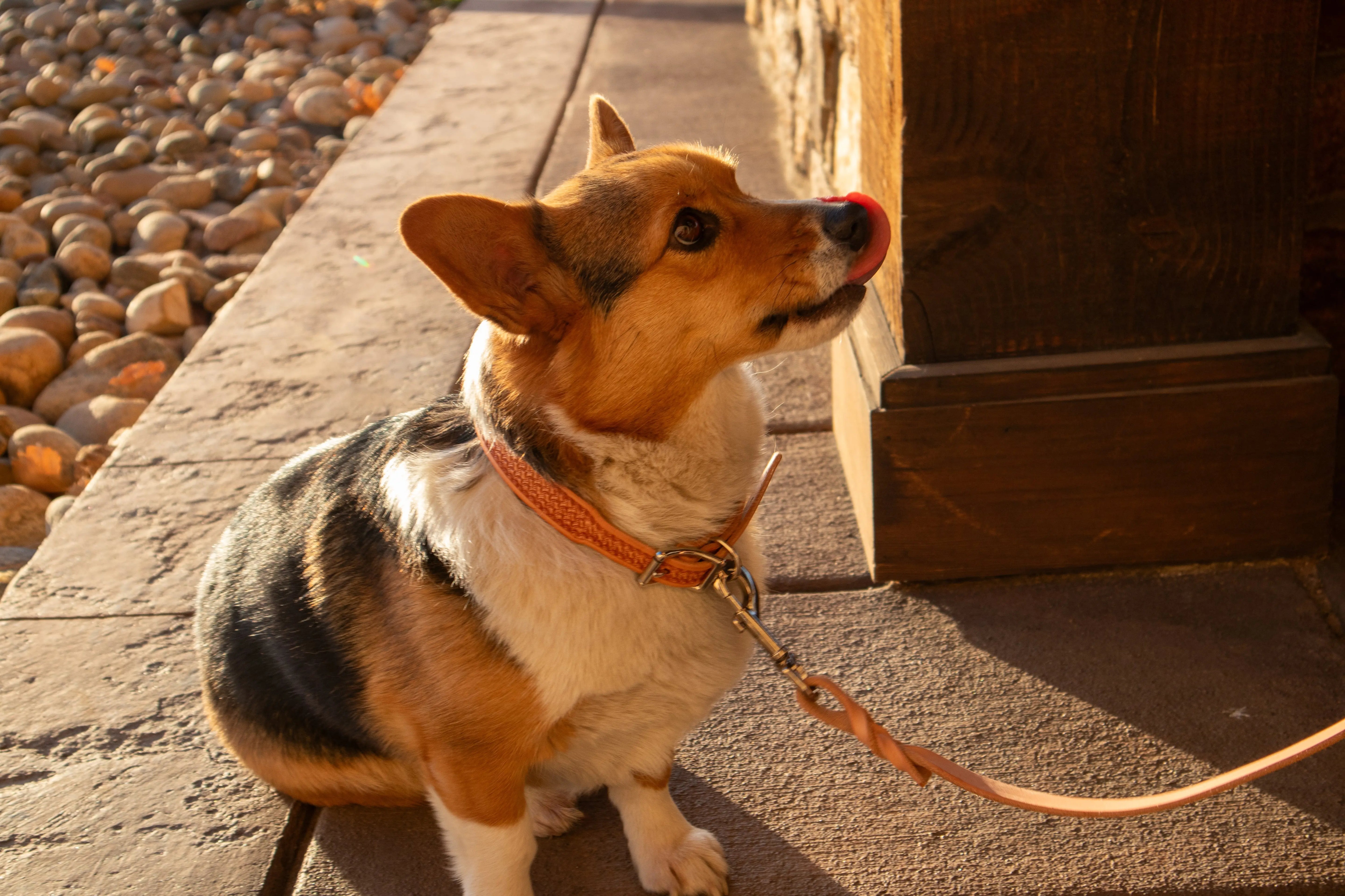 Natural Basket Dog Collar by Texas Saddlery, handmade leather goods detail photo 2