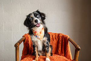 Plaid Ghost & Pumpkins Reversible Dog Bandana & Matching Scrunchie Set by Dog Bandana Co., product view 4