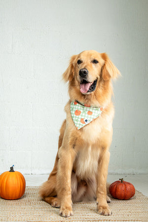 Plaid Ghost & Pumpkins Reversible Dog Bandana & Matching Scrunchie Set by Dog Bandana Co., product view 6
