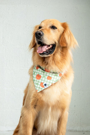 Plaid Ghost & Pumpkins Reversible Dog Bandana & Matching Scrunchie Set by Dog Bandana Co., product view 5