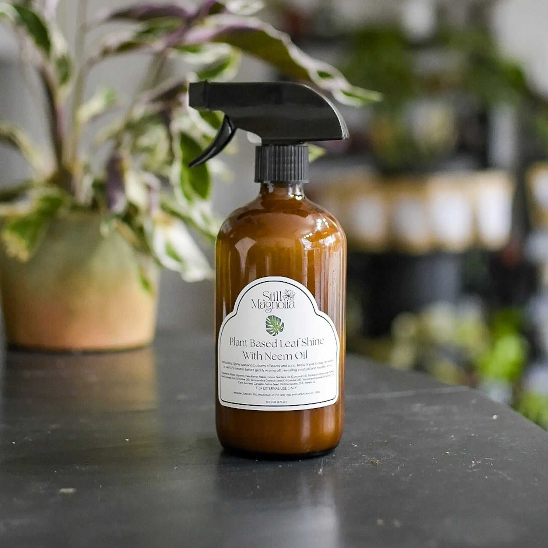 Plant Based Leaf Shine with Neem Oil Still Magnolia